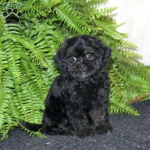 Ranae, Shih-Poo Puppy