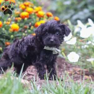 Randall, Yorkie Poo Puppy