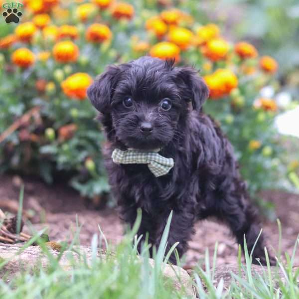 Randall, Yorkie Poo Puppy