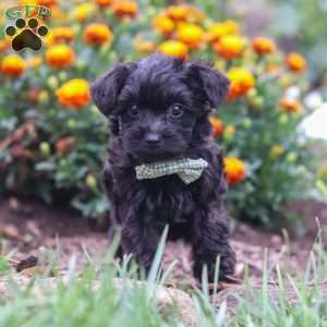 Randall, Yorkie Poo Puppy