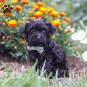 Randall, Yorkie Poo Puppy