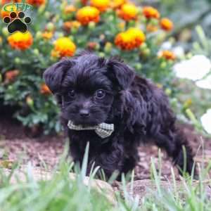 Randall, Yorkie Poo Puppy
