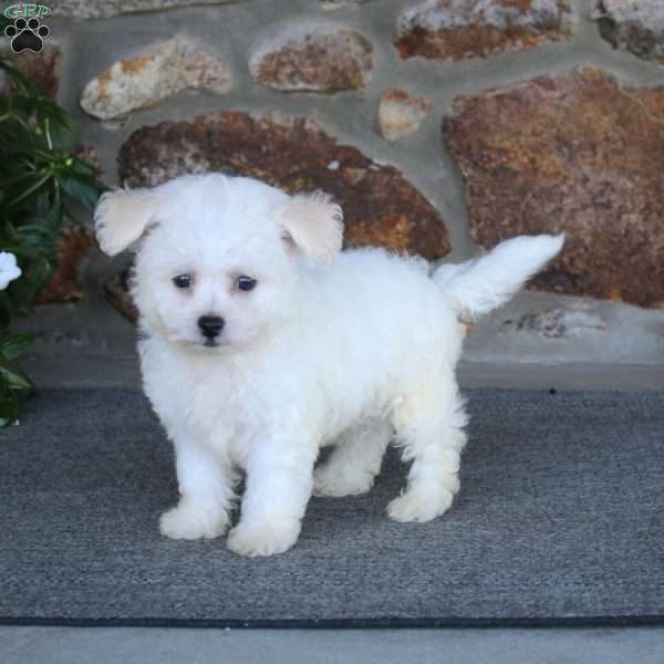 Randy, Bichon Frise Puppy