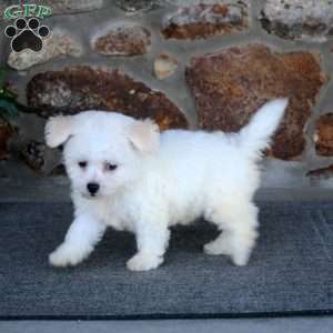 Randy, Bichon Frise Puppy