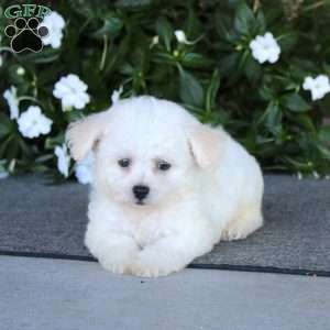 Randy, Bichon Frise Puppy