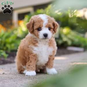 Ranger, Mini Bernedoodle Puppy