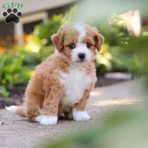 Ranger, Mini Bernedoodle Puppy