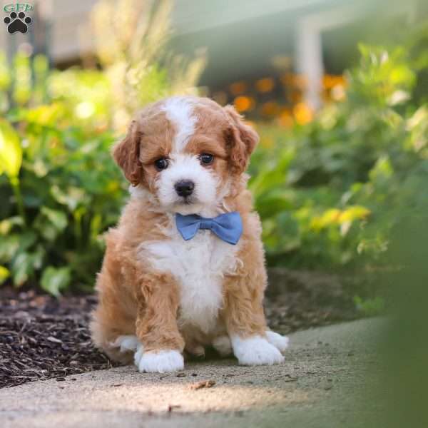 Ranger, Mini Bernedoodle Puppy