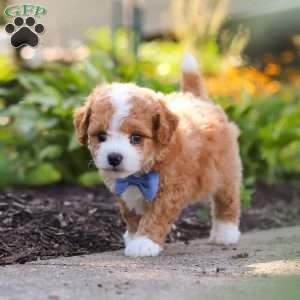 Ranger, Mini Bernedoodle Puppy