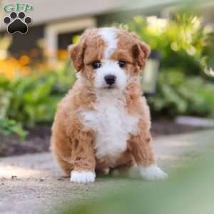 Ranger, Mini Bernedoodle Puppy