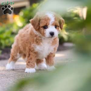 Ranger, Mini Bernedoodle Puppy