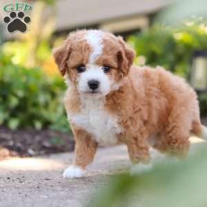 Ranger, Mini Bernedoodle Puppy