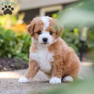 Ranger, Mini Bernedoodle Puppy