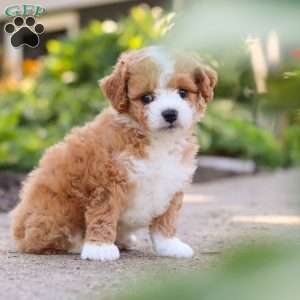 Ranger, Mini Bernedoodle Puppy
