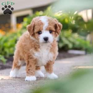 Ranger, Mini Bernedoodle Puppy