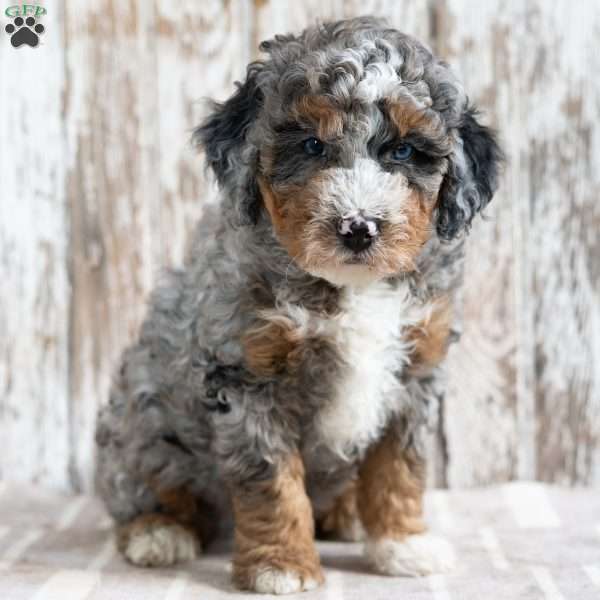 Ranger, Mini Bernedoodle Puppy