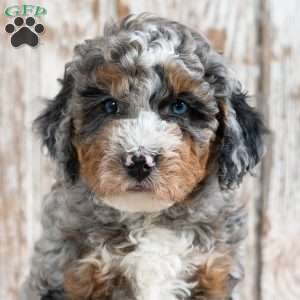 Ranger, Mini Bernedoodle Puppy