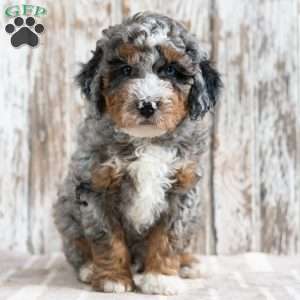 Ranger, Mini Bernedoodle Puppy
