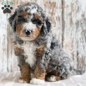 Ranger, Mini Bernedoodle Puppy