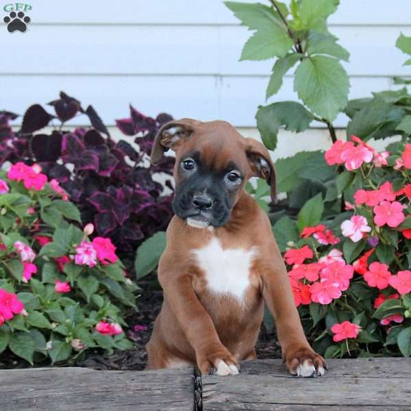 Ranger, Boxer Puppy