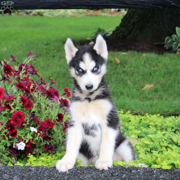 Ranger, Siberian Husky Puppy