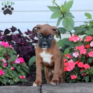 Ranger, Boxer Puppy