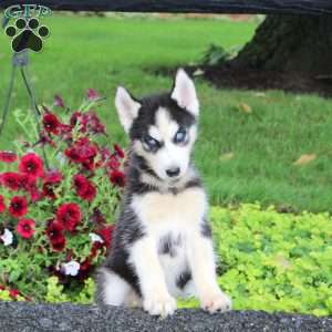 Ranger, Siberian Husky Puppy