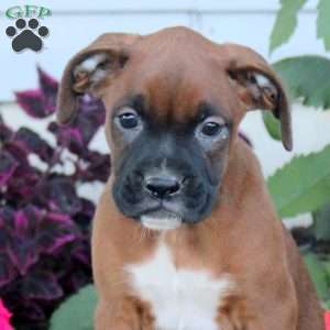 Ranger, Boxer Puppy