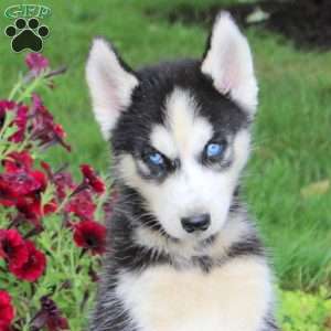 Ranger, Siberian Husky Puppy