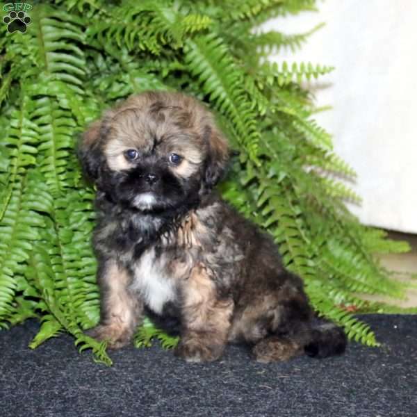 Ranger, Shih-Poo Puppy