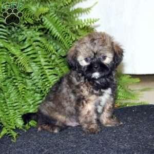Ranger, Shih-Poo Puppy