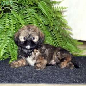 Ranger, Shih-Poo Puppy