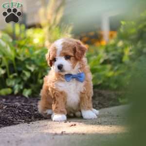 Ranger, Mini Bernedoodle Puppy