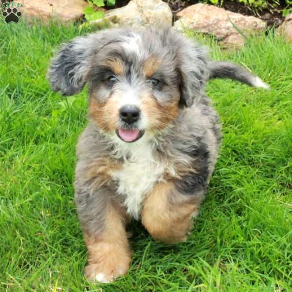 Rascal, Mini Bernedoodle Puppy