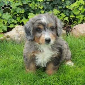 Rascal, Mini Bernedoodle Puppy