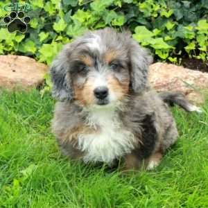 Rascal, Mini Bernedoodle Puppy