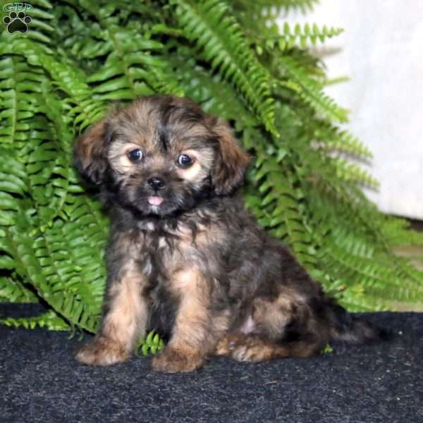 Rascal, Shih-Poo Puppy