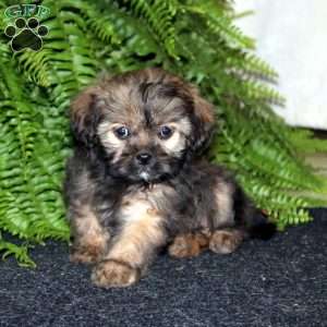 Rascal, Shih-Poo Puppy