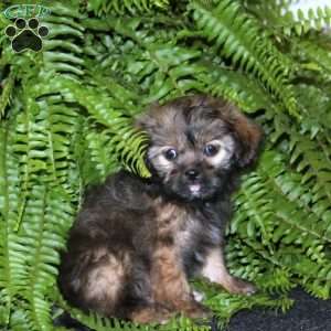 Rascal, Shih-Poo Puppy