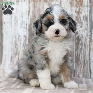 Rasheda, Mini Bernedoodle Puppy