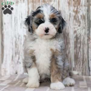 Rasheda, Mini Bernedoodle Puppy