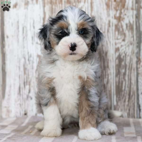Rasheda, Mini Bernedoodle Puppy