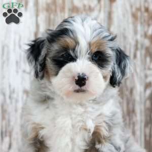Rasheda, Mini Bernedoodle Puppy