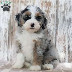 Rasheda, Mini Bernedoodle Puppy