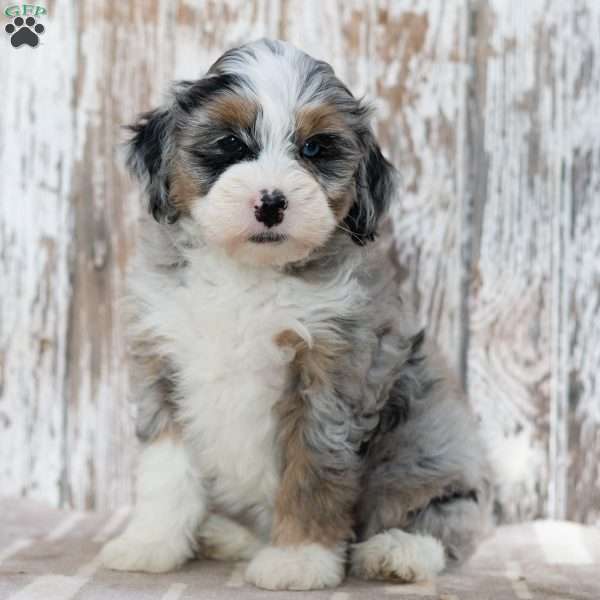 Rasheda, Mini Bernedoodle Puppy