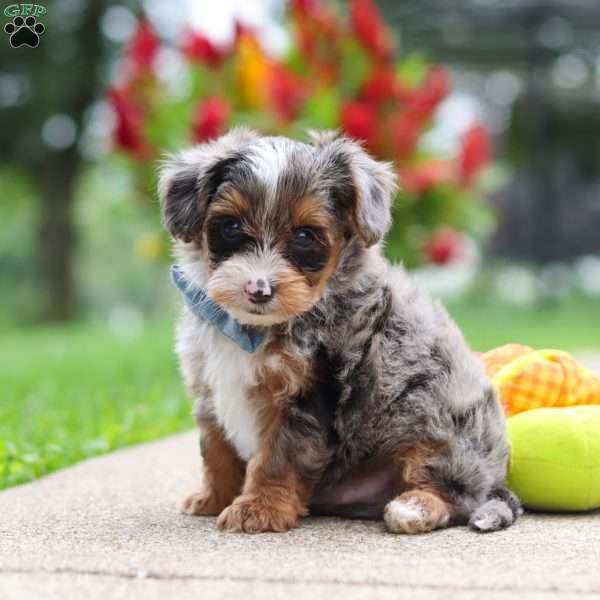 Rave, Yorkie Poo Puppy