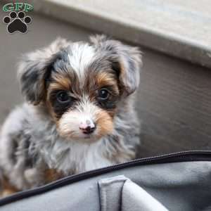 Rave, Yorkie Poo Puppy