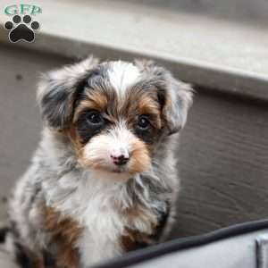 Rave, Yorkie Poo Puppy