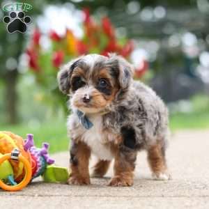 Rave, Yorkie Poo Puppy