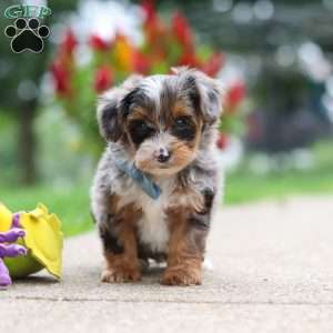 Rave, Yorkie Poo Puppy